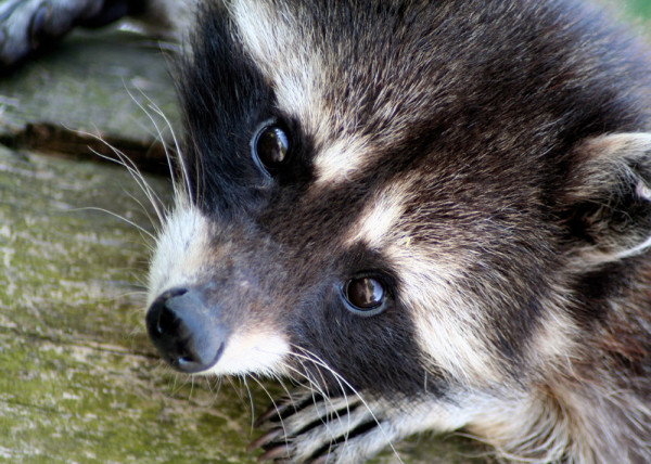 Waschbär Fototapete