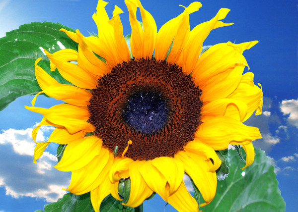 Sunflower 7 Fototapete