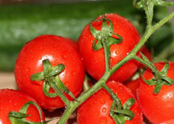 Tomaten 8 Fototapete