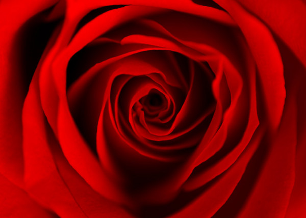 Fototapete Red Dreaming Rose 150